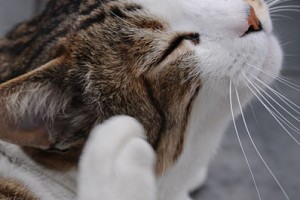 cats love scratching and they're particularly fond of scratching upholstery