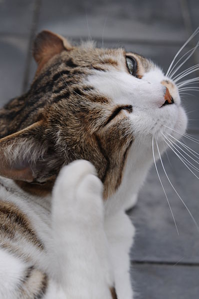 cats love scratching and they're particularly fond of scratching upholstery